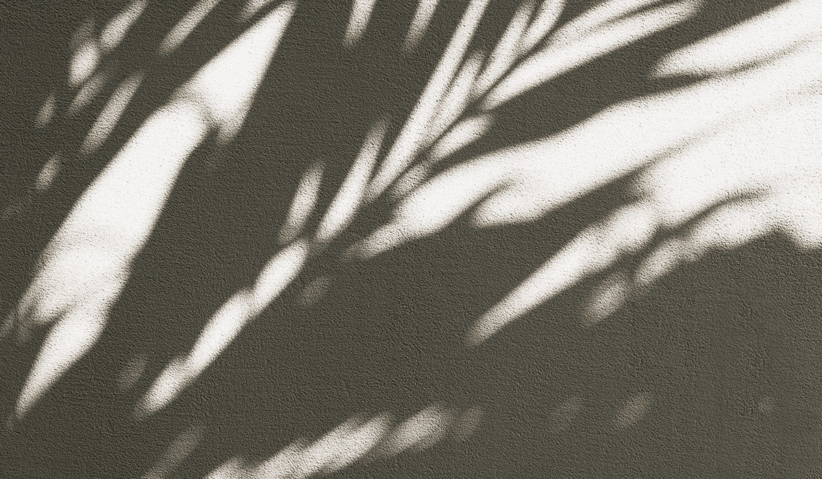 shadows of a palm tree