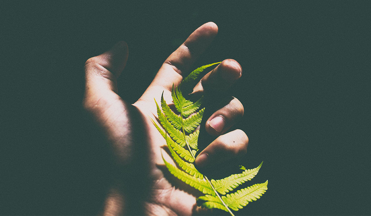 a fern leaf in the palm of a hand