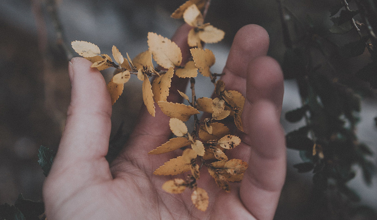 a hand holding dried flowers