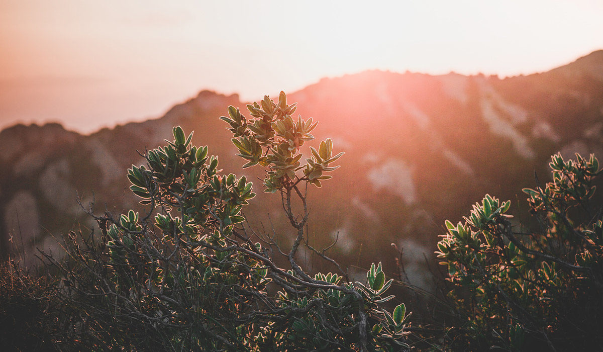 wildflowers in front of a mountain at sunrise